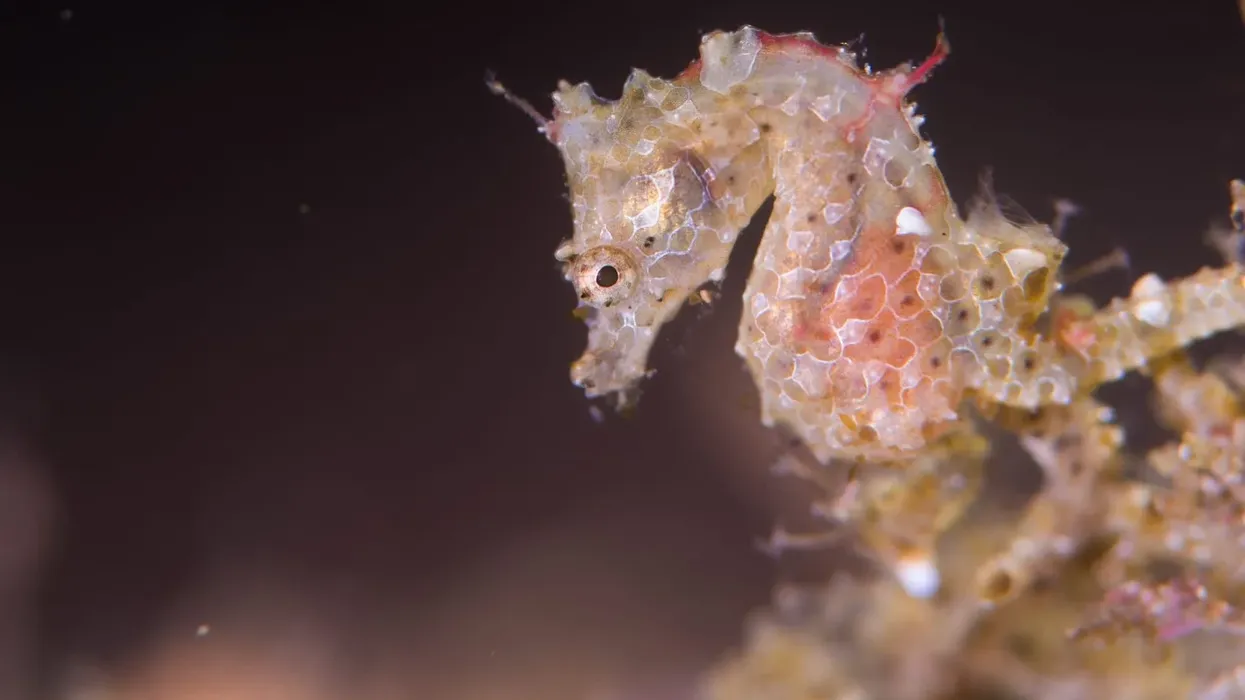 Japanese seahorse facts about the rare seahorse.