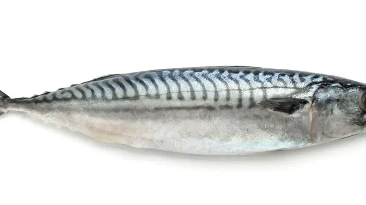 Japanese Spanish mackerel facts about a popular fish in fisheries.