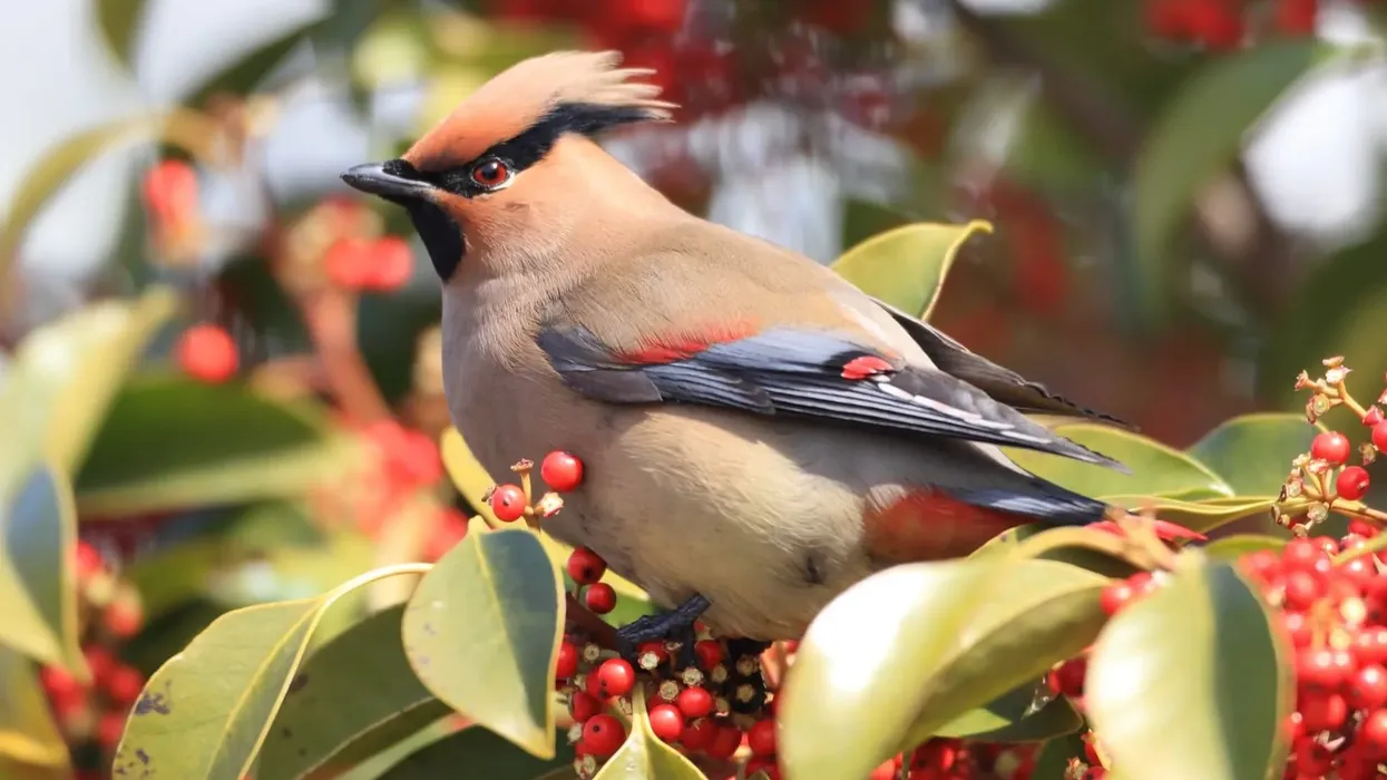 Japanese waxwing facts on a small species of passerine birds.