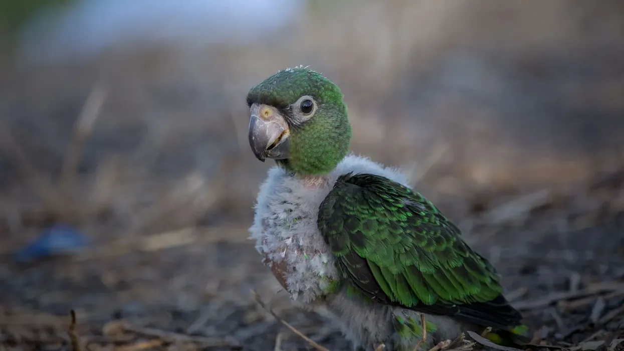 Jardine's parrot facts help to know about new parrot species.