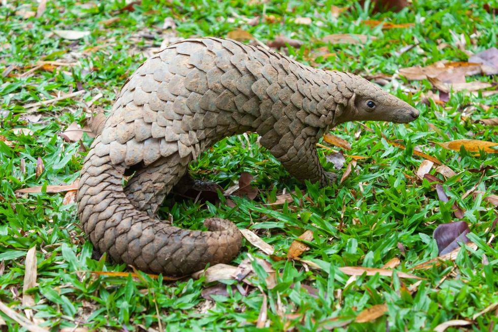 Java Pangolin (manis javanica) on green grass