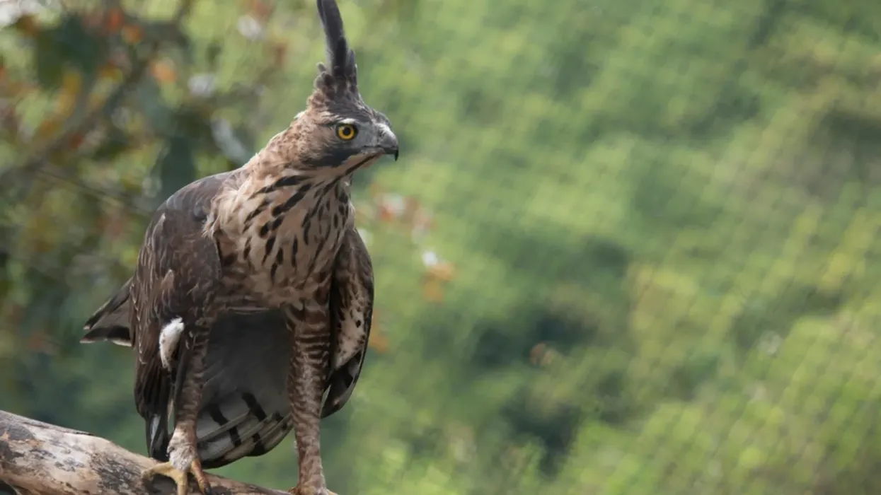 Javan hawk-eagle facts on the dark brown raptor.