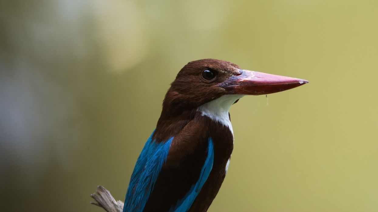Javan Kingfisher Fact File