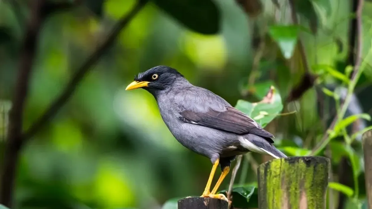 Javan myna facts are all about a unique bird of the Sturnidae family.