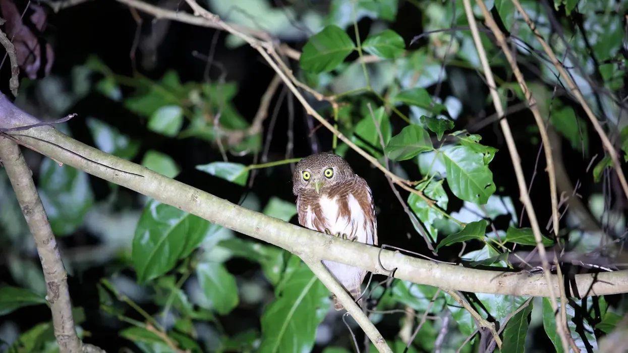 Javan owlet facts include the fact that these birds are found in Java and Bali in Indonesia.