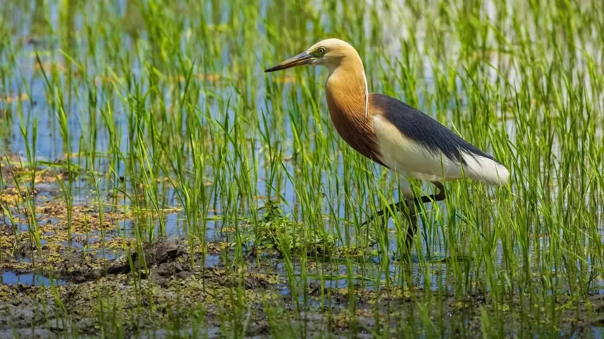 Javan pond heron facts will captivate both parents and children alike!