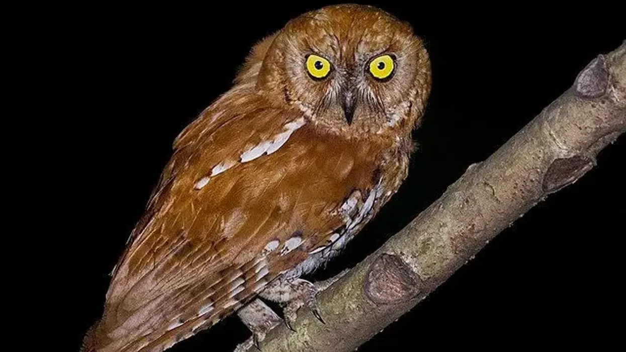 Javan scops owl facts include the fact that this species is under watch due to its restricted range.