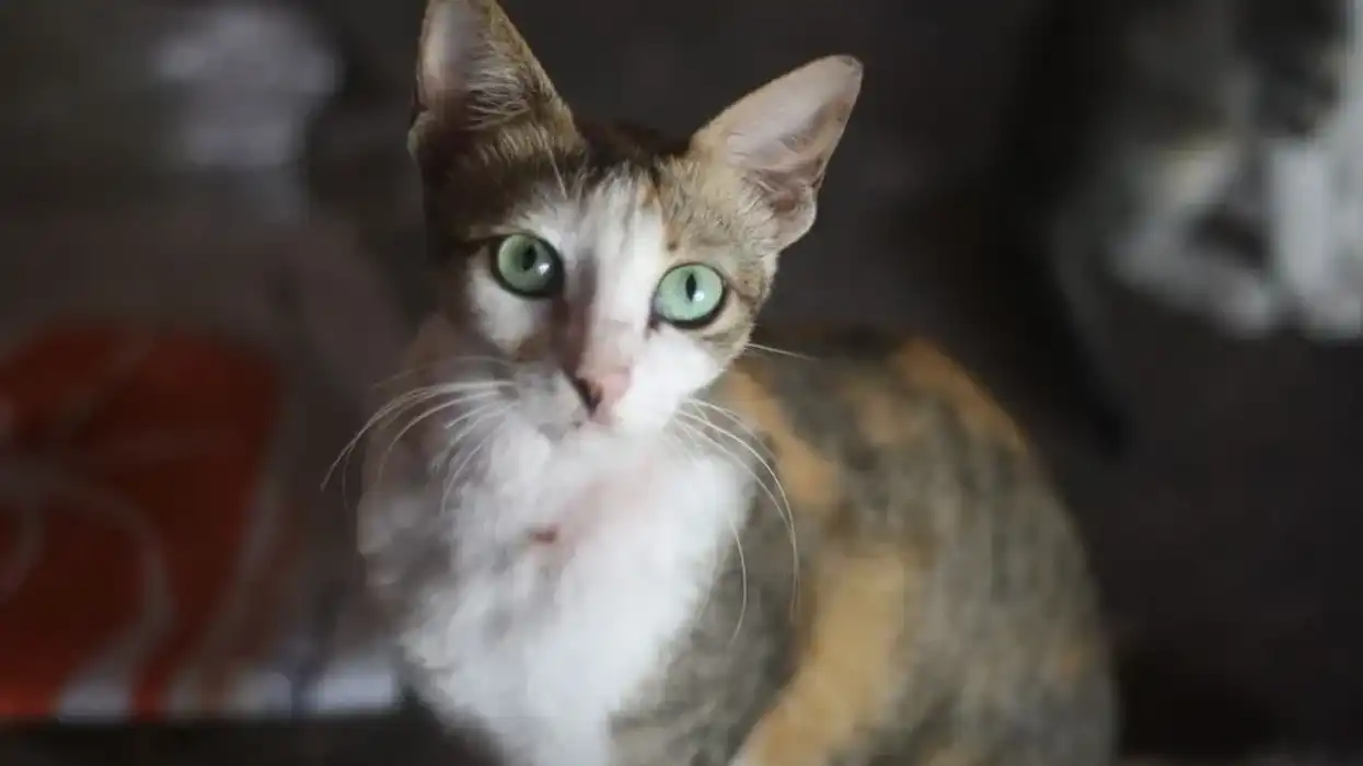 Javanese cat facts about a common domestic cat.