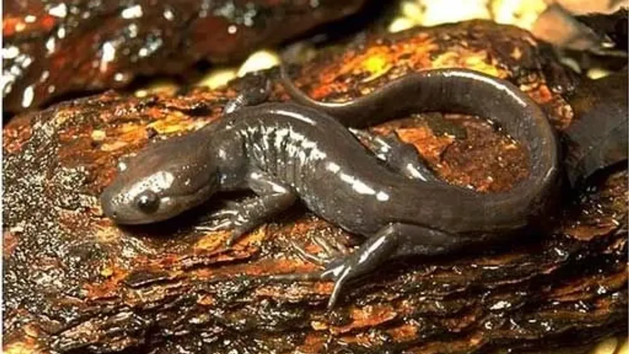 Jefferson salamanders facts talk about their identification and status amongst the wildlife