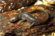 Jefferson salamanders facts talk about their identification and status amongst the wildlife