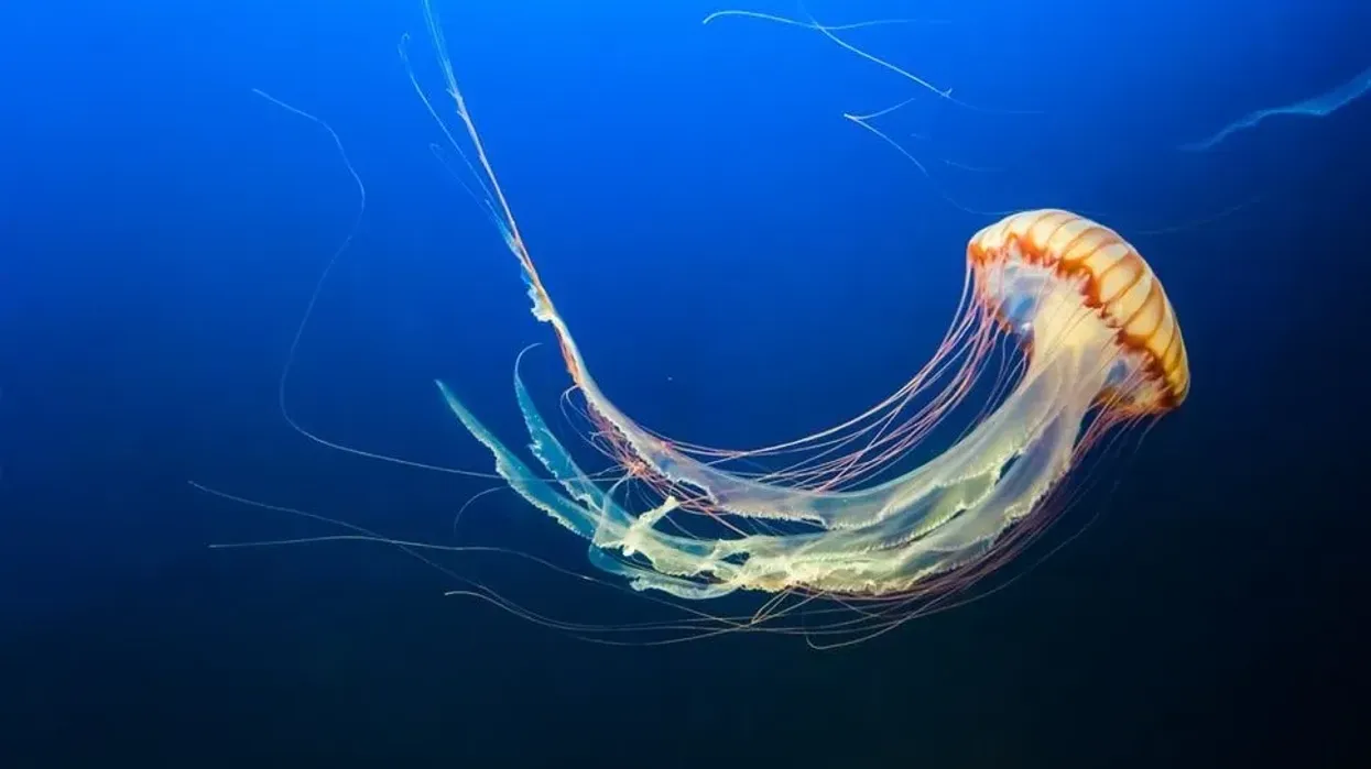 Jellyfish facts will make you wonder about the vibrant underwater world.