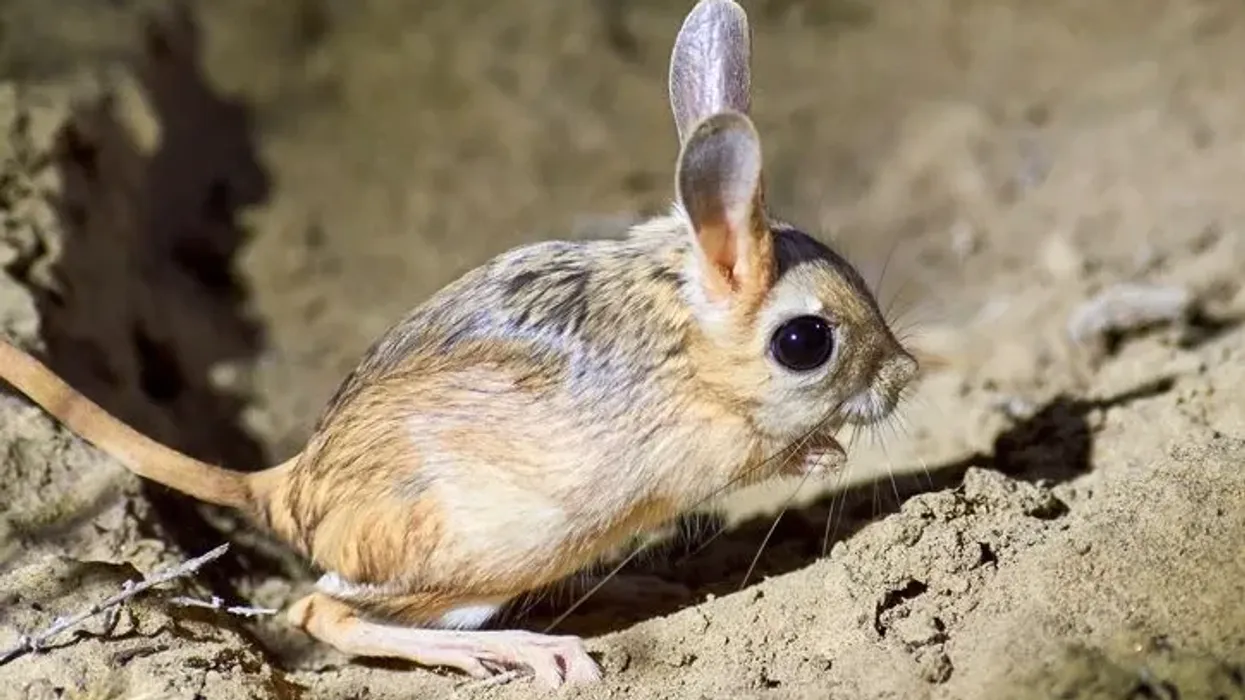 Jerboa facts about the desert-dwelling long-tailed animal with whiskers.