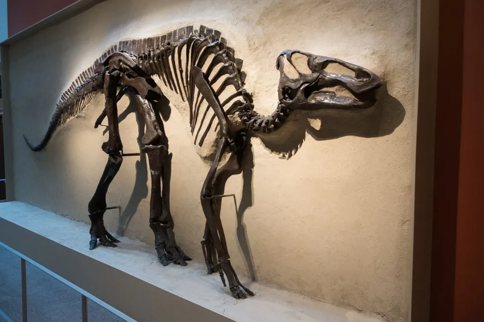 Jiangjunosaurus facts are about herbivorous dinosaurs.