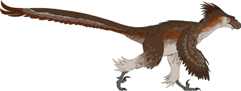 Jixiangornis facts are about a basal bird, very similar to modern birds.