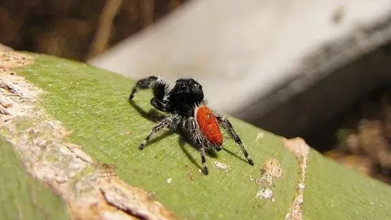 Johnson Jumping Spider Fact File