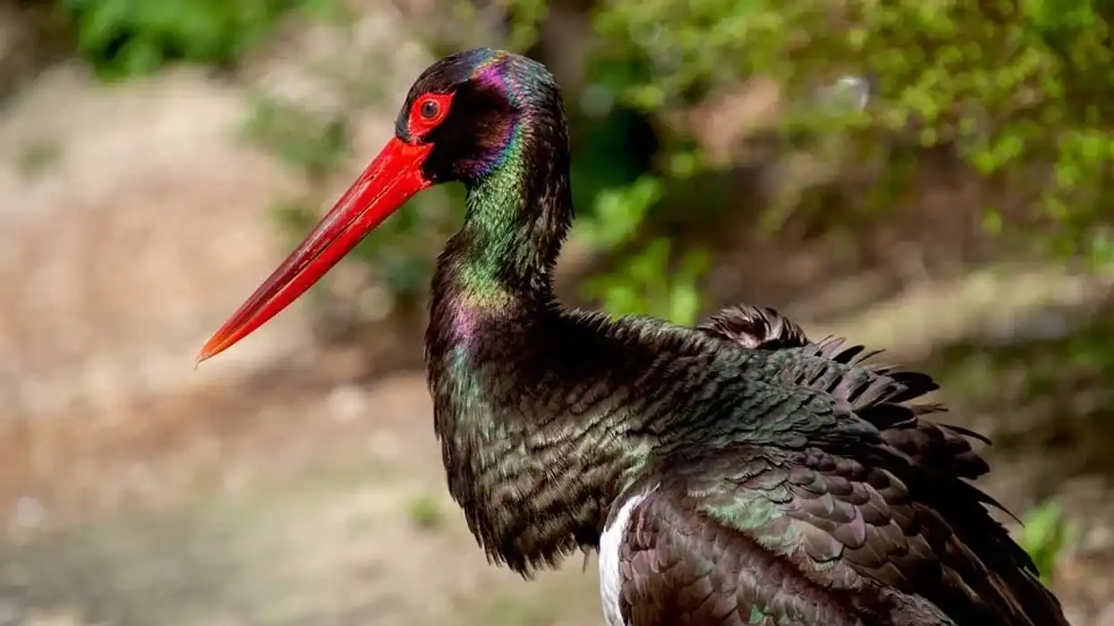 Join us and learn about these amazing black stork facts.