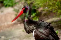 Join us and learn about these amazing black stork facts.
