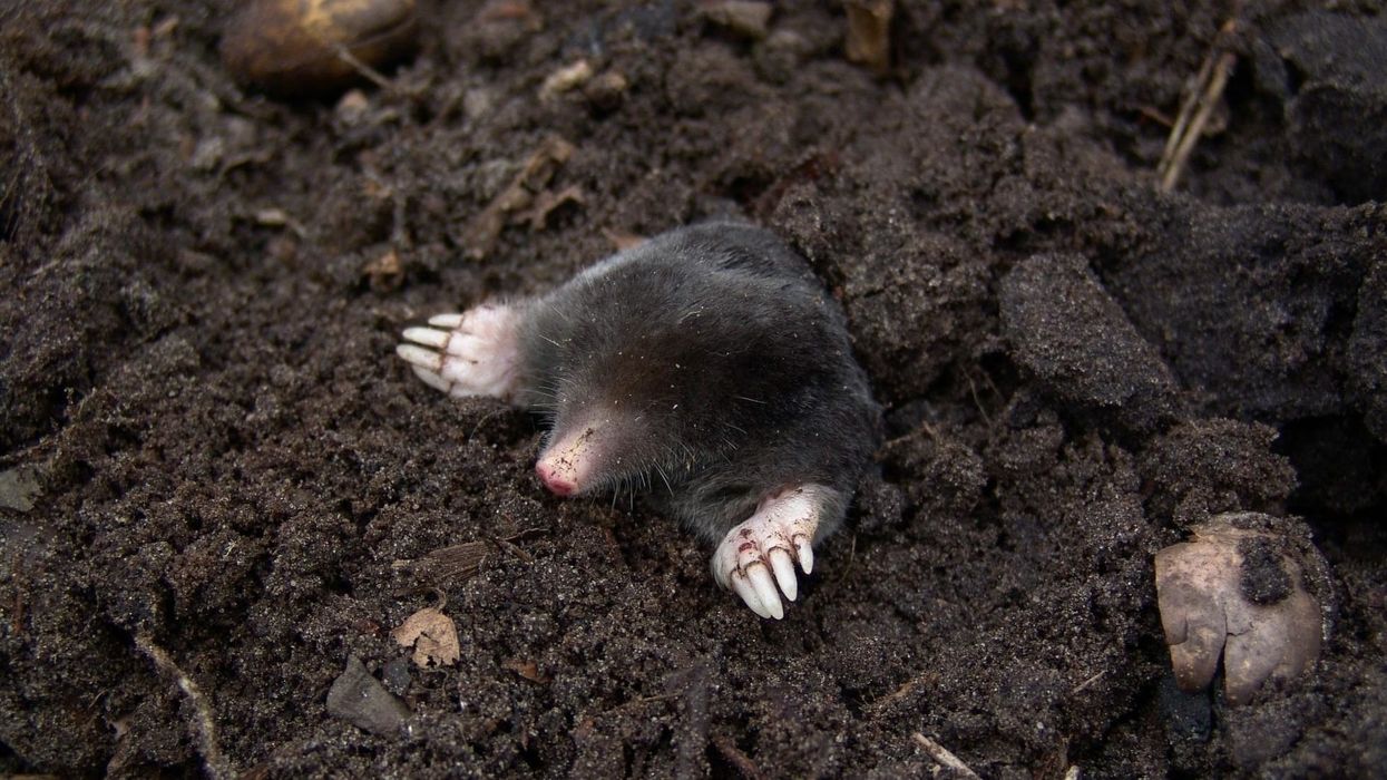 Join us in reading some interesting European mole facts!
