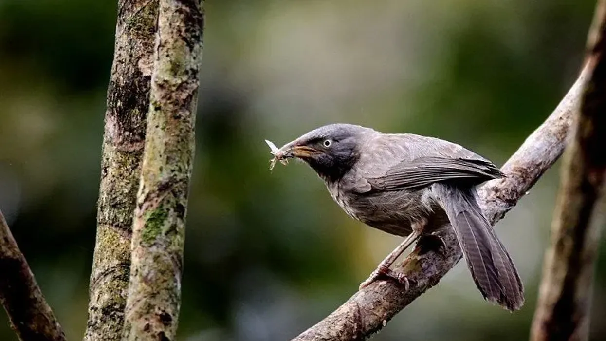 Jungle babbler facts, such as that they are found in the Indian subcontinent, are interesting.