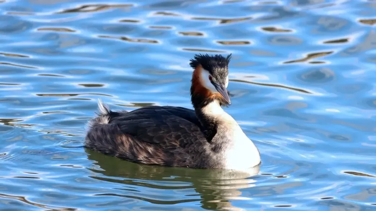 Junin grebe facts are great for kids and adults.