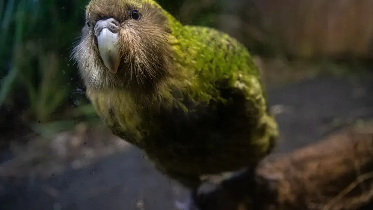 Kakapo facts and information are educational.