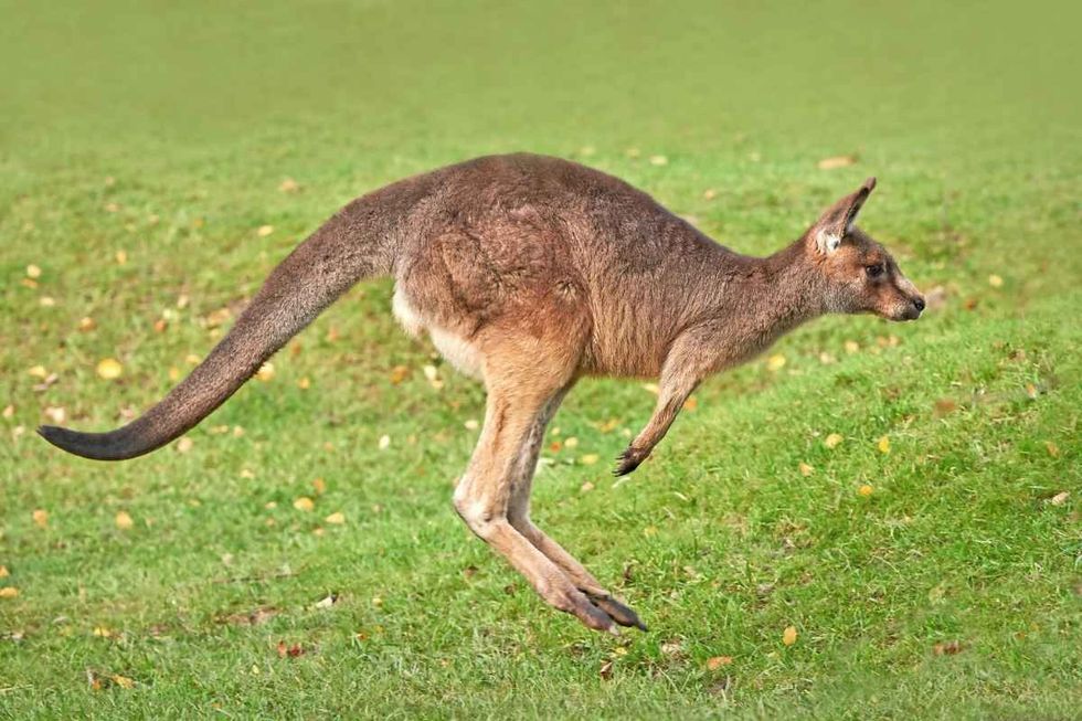Kangaroo hopping / jumping mid air on sand on the beach
