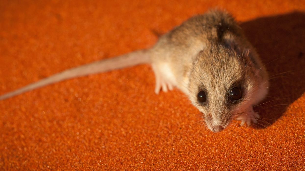 Kangaroo Island Dunnart facts about an animal that has become a critically endangered species due to vegetation destruction by humans.