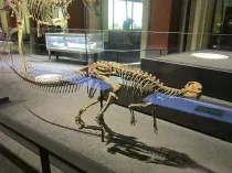 Kangnasaurus facts are interesting for kids.