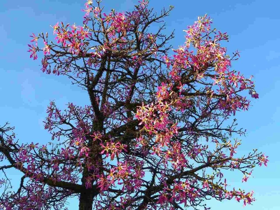 Kapok tree was important to Mayan people.