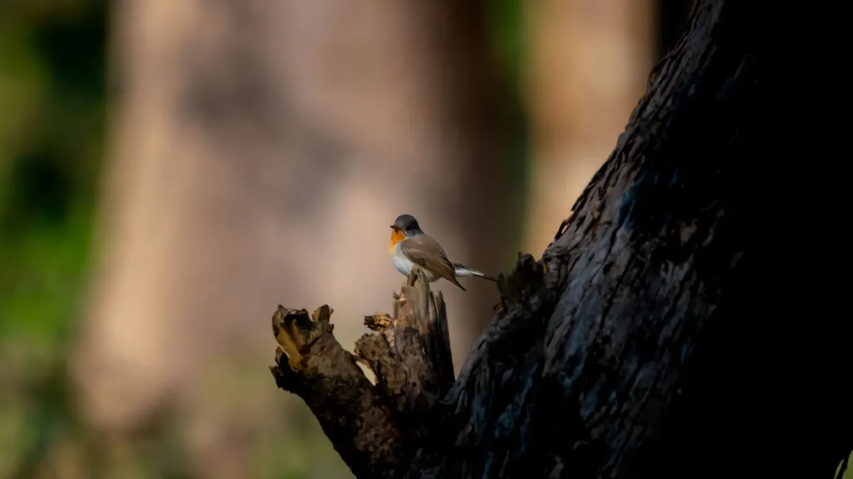 Kashmir flycatcher birds facts include, they have a dark bill and orange-red throat breast.