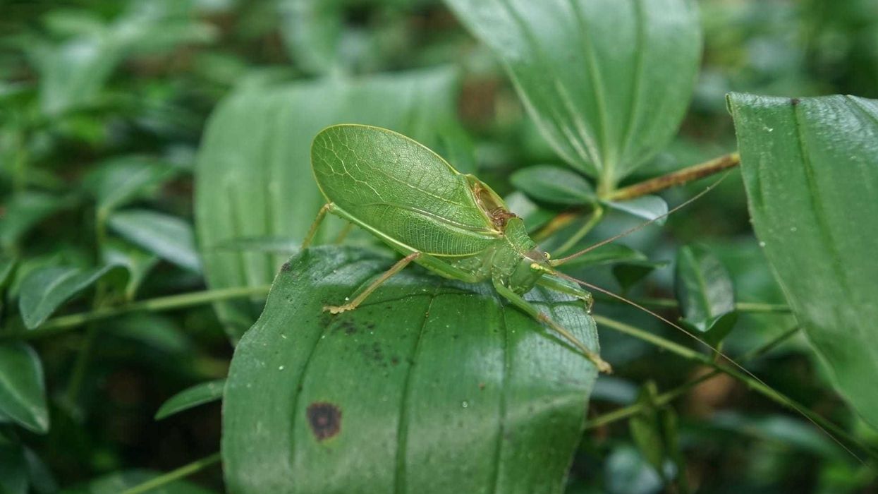 Katydid facts for kids are fun to read.