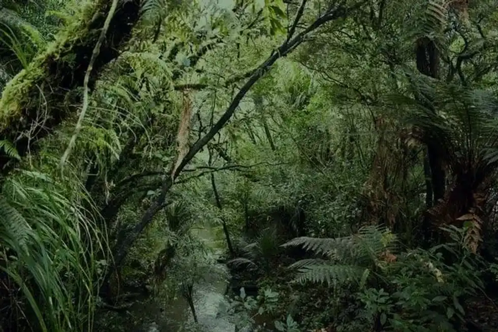Kauri tree facts confirm that they are evergreen coniferous trees, and it has thick greyish bark, which generates amber.