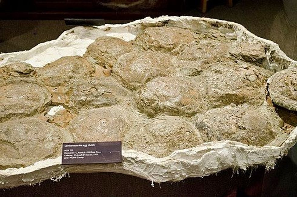 Kazaklambia was a lambeosaurine.