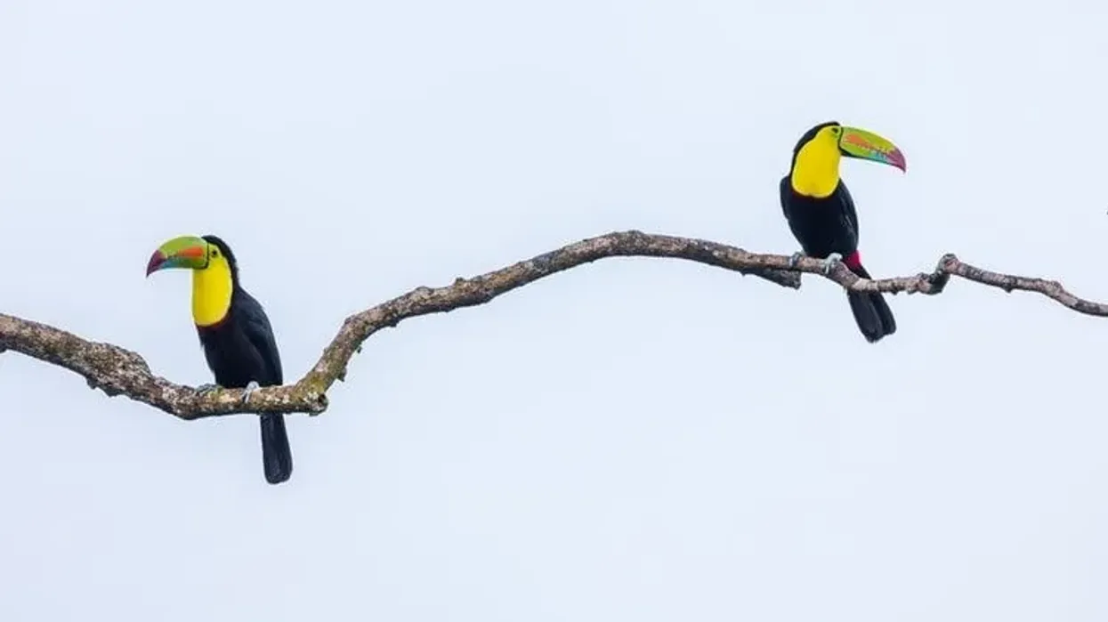Keel-billed toucan facts help us to know about the interesting bird