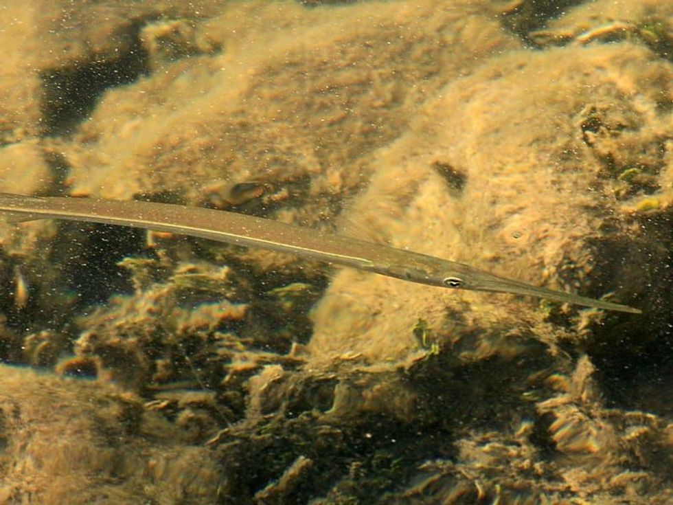 Fun Keeltail Needlefish Facts For Kids 