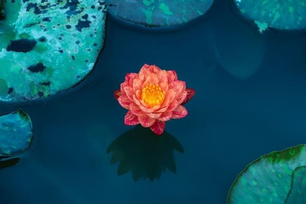 Keep reading to learn some important water lily facts that everyone should know.