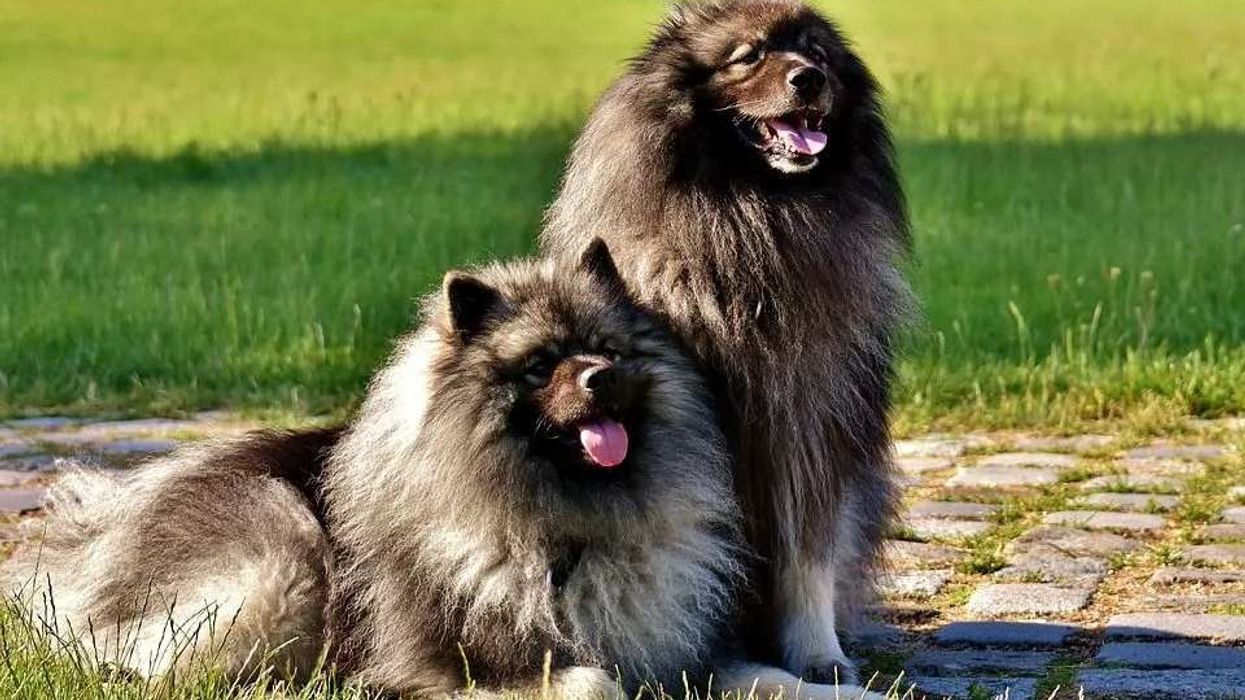 Keeshond facts about the non-sporting dog breed.