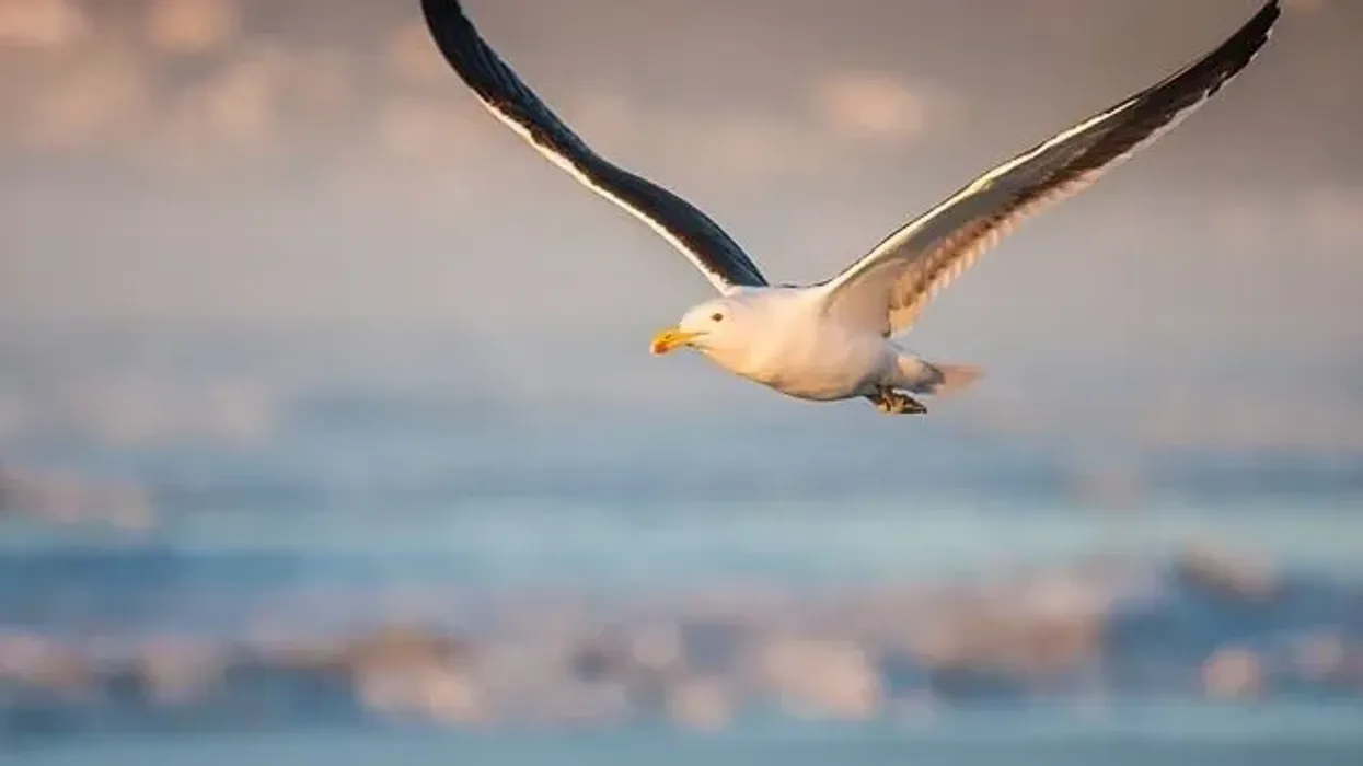 Kelp gull facts about a sea bird.
