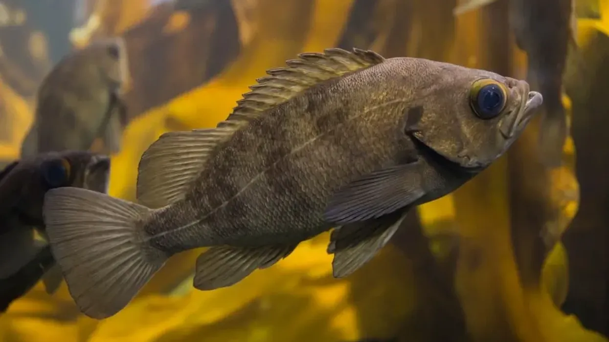 Kelp Rockfish facts about a fish whose name is based on its preferred choice of habitat, kelp forests in the ocean.