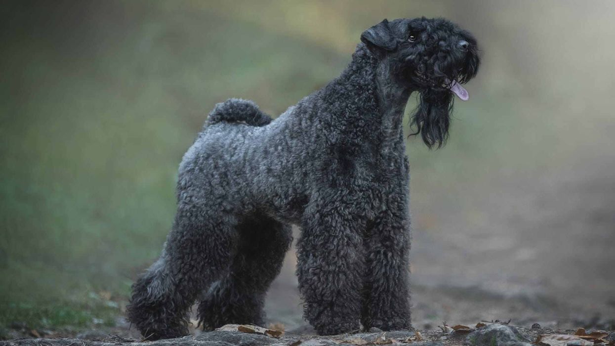 Kerry Blue Terrier facts are interesting.
