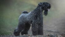 Kerry Blue Terrier facts are interesting.