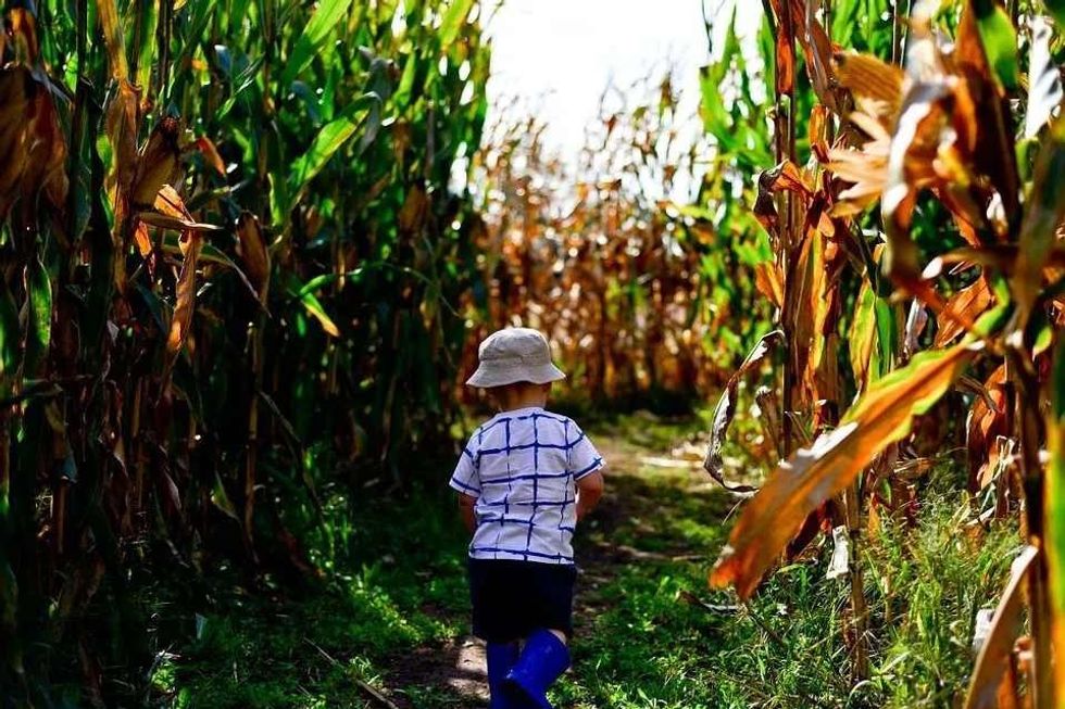 Kid walking in between agricultural field. 