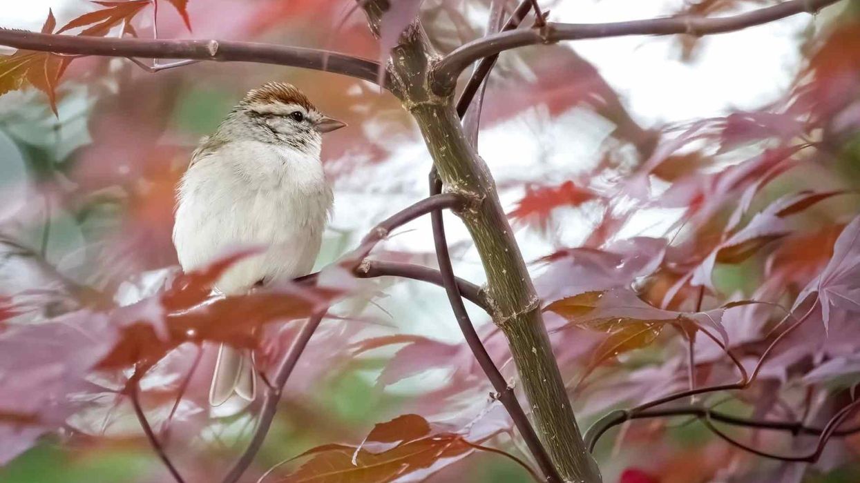Kids love to read chipping sparrow facts.
