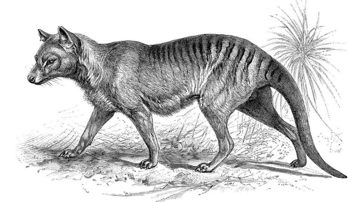 Kids' Tasmanian Tiger Facts Discuss the animal's dog-like characteristics.