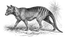 Kids' Tasmanian Tiger Facts Discuss the animal's dog-like characteristics.