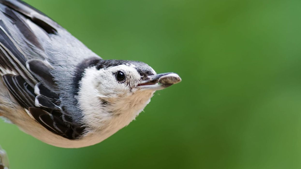 Kids will enjoy learning about the white-breasted nuthatch.