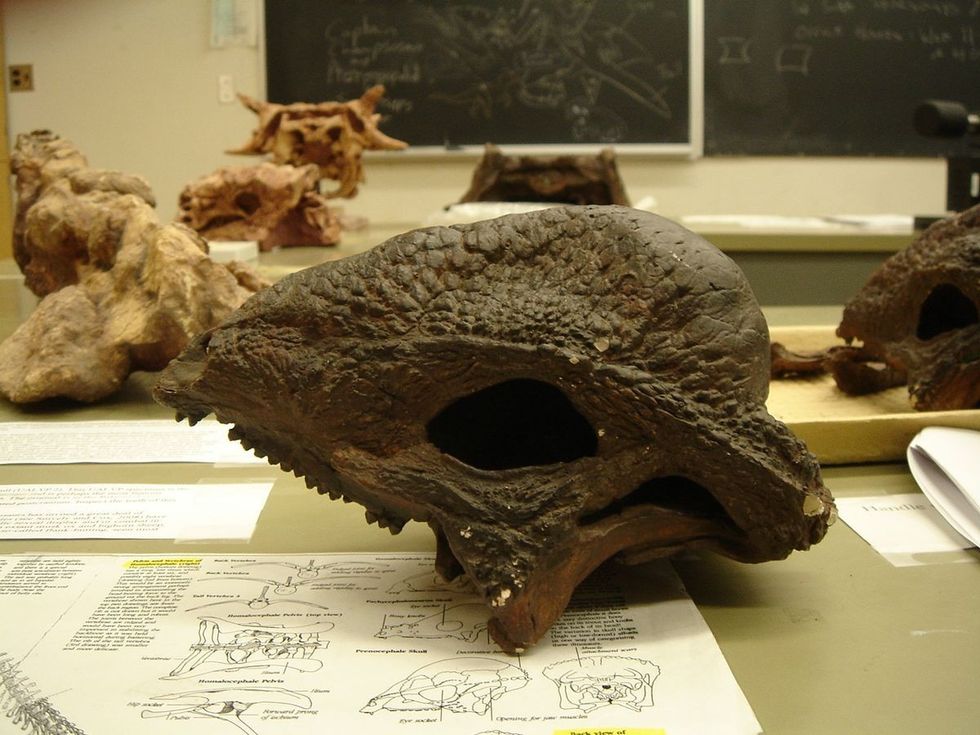 Kids will find Gravitholus facts amazing after watching Jurassic Park.