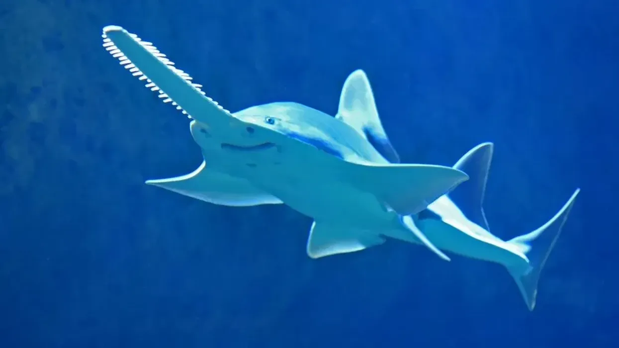 Kids will love to read interesting saw shark facts such as the function of their saw-like snout.