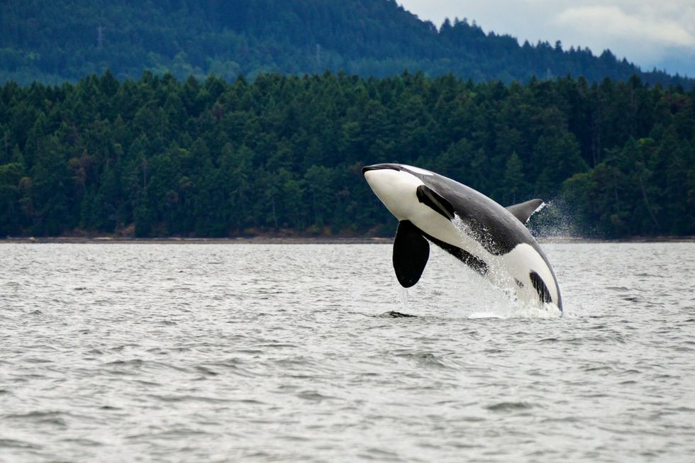 Killer Whale Breaching Near Canadian Coast.