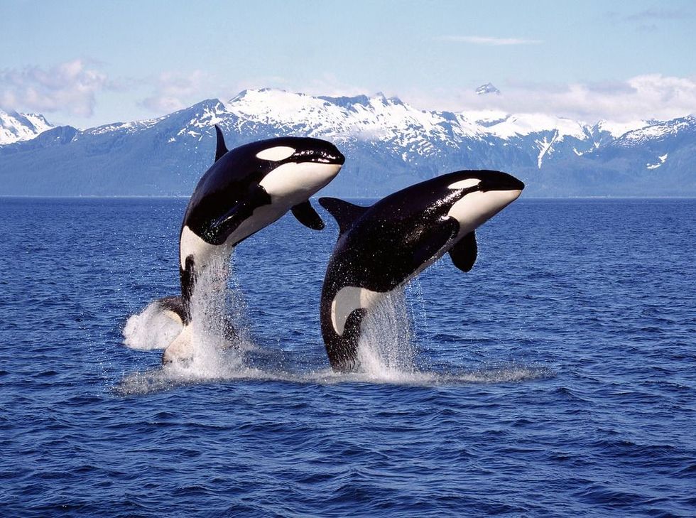 Killer whale pair leaping together in ocean.